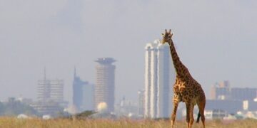 Le Kenya veut planter 15 milliards d&rsquo;arbres d&rsquo;ici 2032