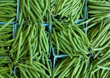 Des haricots verts