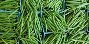 Des haricots verts