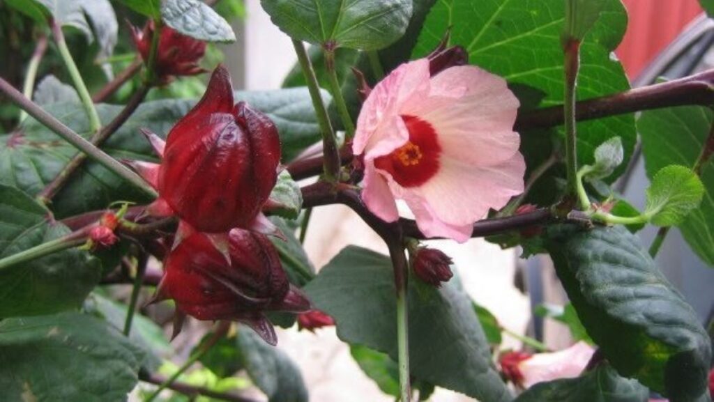 Hibiscus